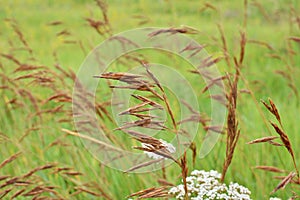 In nature, grows cereal forage grass for animals - bromus inermis