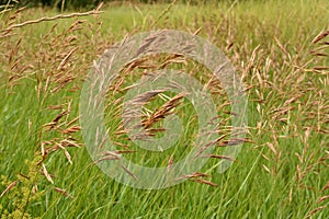 In nature, grows cereal forage grass for animals - bromus inermis