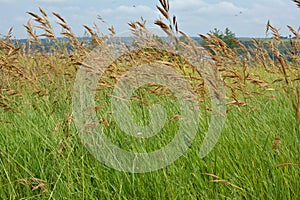 In nature, grows cereal forage grass for animals - bromus inermis