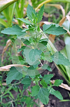 In nature, the grows Chenopodium album