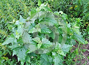 In nature, the grows chenopodium hybridum Chenopodiastrum hybridum