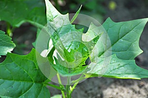 In nature, the grows chenopodium hybridum Chenopodiastrum hybridum