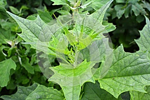 In nature, the grows chenopodium hybridum Chenopodiastrum hybridum