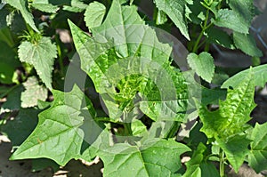 In nature, the grows chenopodium hybridum Chenopodiastrum hybridum