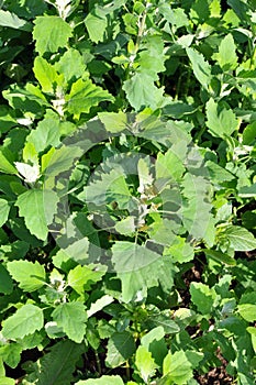 In nature, the grows fat hen Chenopodium album