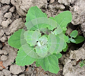 In nature, the grows fat hen Chenopodium album