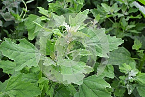 In nature, the grows fat hen Chenopodium album