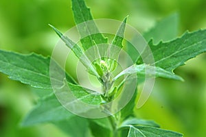 In nature, the grows fat hen Chenopodium album