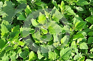 In nature, the grows fat hen Chenopodium album