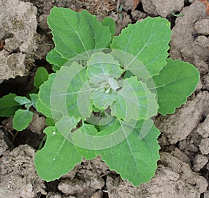 In nature, the grows fat hen Chenopodium album