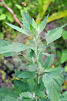 In nature, the grows fat hen Chenopodium album