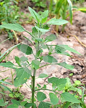 In nature, the grows fat hen Chenopodium album