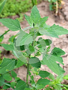 In nature, the grows fat hen Chenopodium album