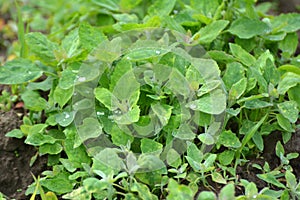 In nature, the grows fat hen Chenopodium album