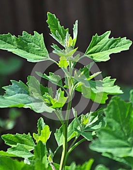 In nature, the grows fat hen Chenopodium album