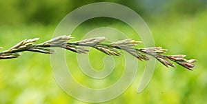 In nature, grows fodder grass ryegrass Lolium