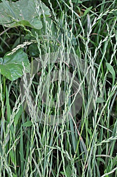 In nature, grows fodder grass ryegrass Lolium