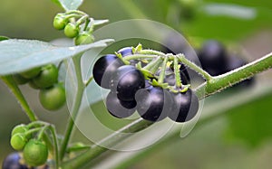 In nature grows nightshade Solanum nigrum
