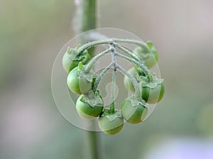 In nature grows nightshade Solanum nigrum