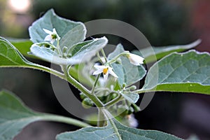 In nature grows nightshade Solanum nigrum