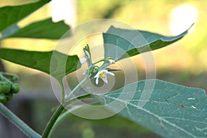 In nature grows nightshade Solanum nigrum