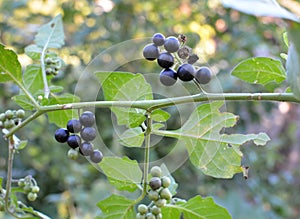 In nature grows nightshade Solanum nigrum