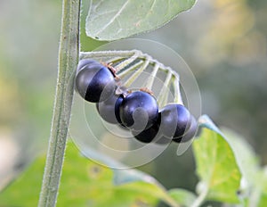 In nature grows nightshade Solanum nigrum