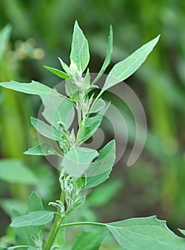 In nature, the grows orach Chenopodium album