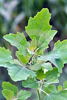 In nature, the grows orach Chenopodium album