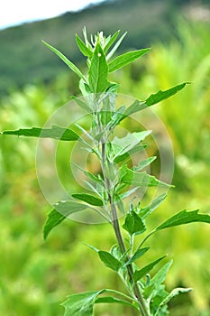 In nature, the grows orach Chenopodium album