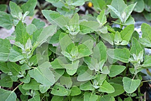 In nature, the grows orach Chenopodium album