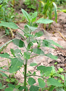 In nature, the grows orach Chenopodium album