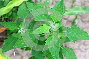 In nature, the grows orach Chenopodium album