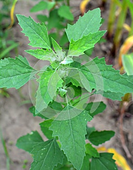 In nature, the grows orach Chenopodium album