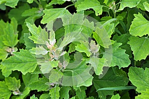 In nature, the grows orach Chenopodium album