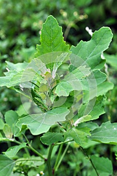 In nature, the grows quinoa Chenopodium