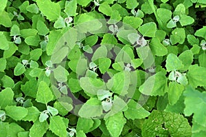 In nature, the grows quinoa Chenopodium