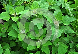 In nature, the grows quinoa Chenopodium