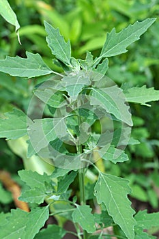 In nature, the grows quinoa Chenopodium