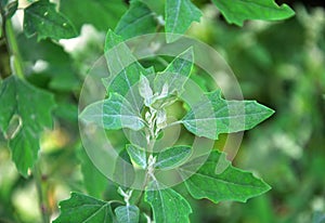 In nature, the grows quinoa Chenopodium