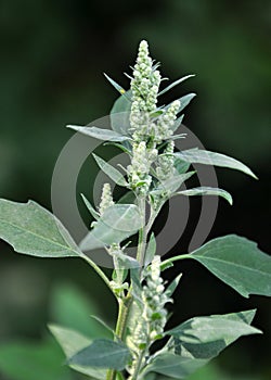 In nature, the grows quinoa Chenopodium