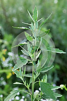 In nature, the grows quinoa Chenopodium