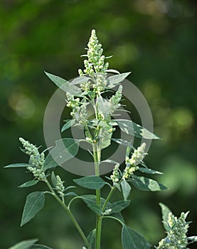 In nature, the grows quinoa Chenopodium