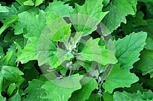 In nature, the grows quinoa Chenopodium