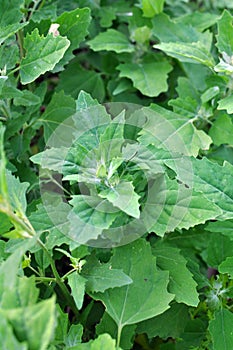 In nature, the grows quinoa Chenopodium