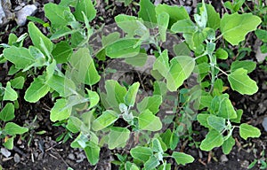 In nature, the grows quinoa Chenopodium