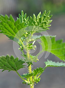 In nature grows stinging nettles Urtica urens