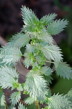 In nature grows stinging nettles (Urtica urens photo