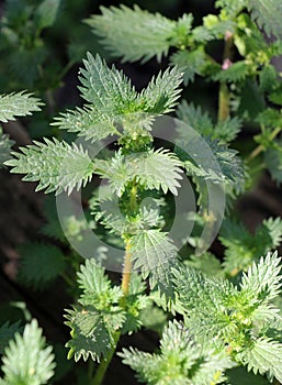 In nature grows stinging nettles (Urtica urens photo