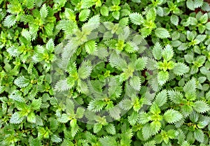In nature grows stinging nettles (Urtica urens